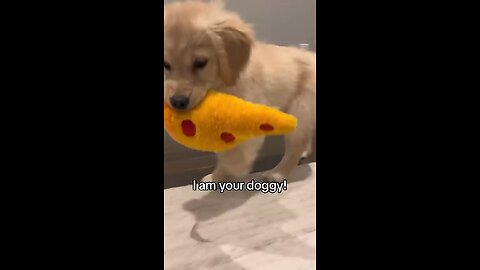 The doggy funny video #dog #funny #dogyy #cutie