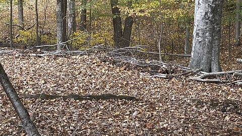 Land Management-Building a Brush Line #woods #forrest #farm #homestead Chamberlin Family Farms