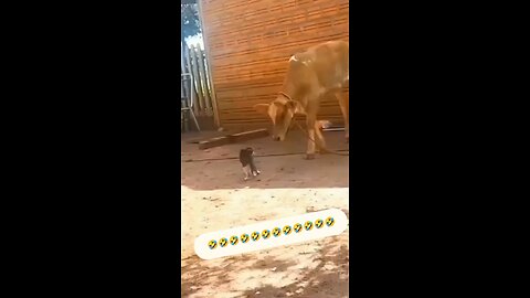 Cow and cat fight