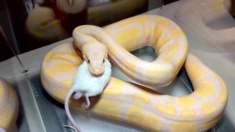 BALL PYTHON Eats MOUSE in this LIVE FEEDING!