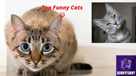 Top Funny Cat Videos