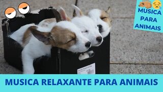 MUSICA RELAXANTE PARA CACHORRO!