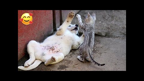 Funniest Animals 2023 😂 New Funny Cats and Dogs Videos 😻🐶 Part 2