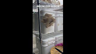 Harvesting Oyster Mushroom