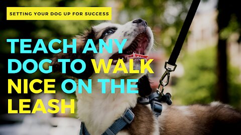 5 MINUTE DOG TRAINING RESULTS ►► Teach ANY dog to walk nice on the leash