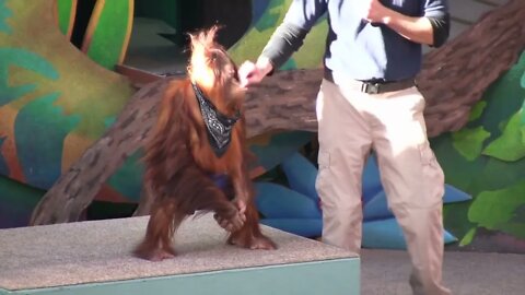 Trainer Playing with Orangutans Face