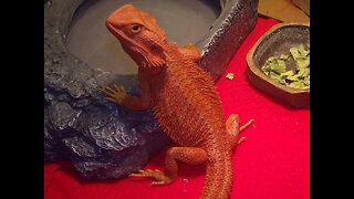 Unboxing fire 🔥 orange morph baby bearded dragon 🐉 and just plan catching up on passed clips