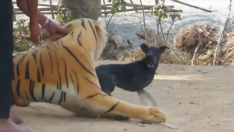 Funny Dog Videos 😂 Fake Tiger prank with Dogs 😻🐶Animal Funny