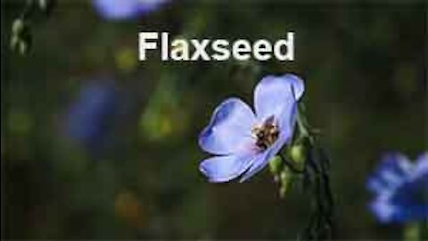 PFTTOT Part 167 Benefits of Flaxseed