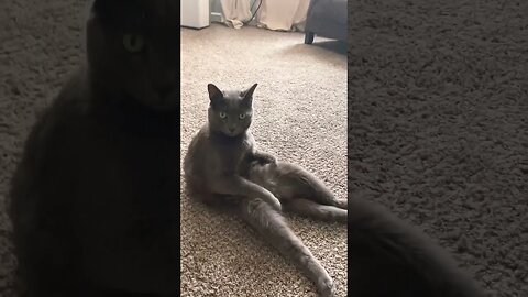 Cat sits upright like a man #cat #funny