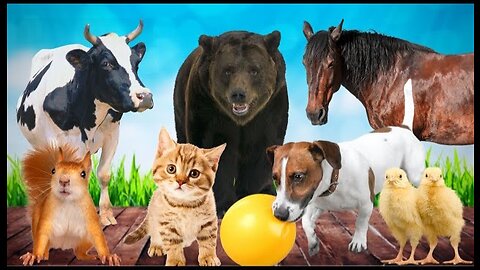 CUTE LITTLE ANIMALS - KITTEN, PUPPY, CHICK, COW, SQUIRREL, BEAR - ANIMAL VIDEOS