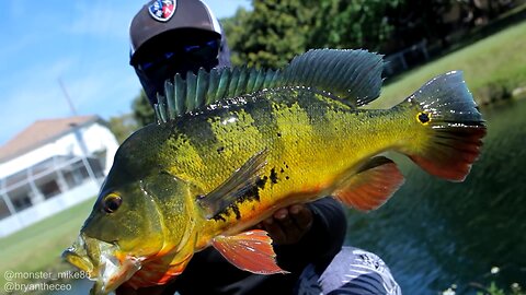 Giant Peacock Bass in Miami Compared to State Record!