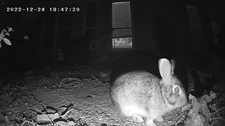 Rabbit hanging out