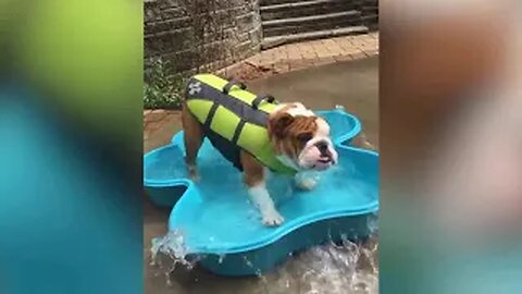 💥Funniest Bulldog And Cutest French Bulldog😅😜of July | Funny Animal Videos💥👌