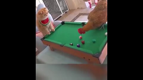 Cat and Hen | 🙀&🐔 | Funny 8poll game playing |😍