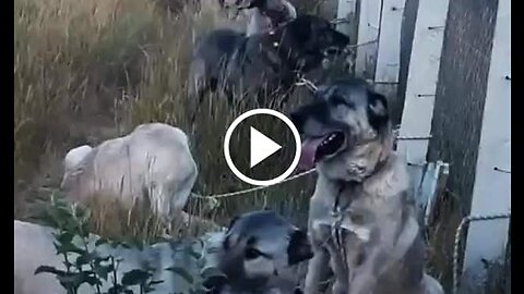 Sivas Kangal Shepherd Dogs