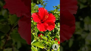 Calming Red Hibiscus Flower in Full Bloom Bird Chirping and Soft Piano Music #calming