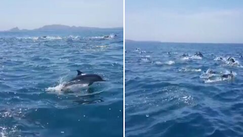 Dolphin Family on Their Way to Todos Santos Island