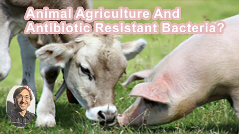 What Does Animal Agriculture Have To Do With Antibiotic Resistant Bacteria?
