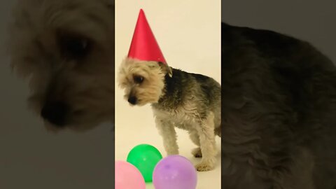 Funny dog with Birthday cap #shorts #youtube #trending