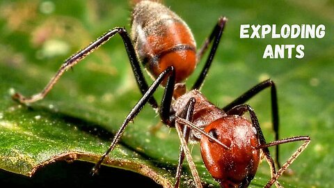 The Curious Case of Exploding Ants