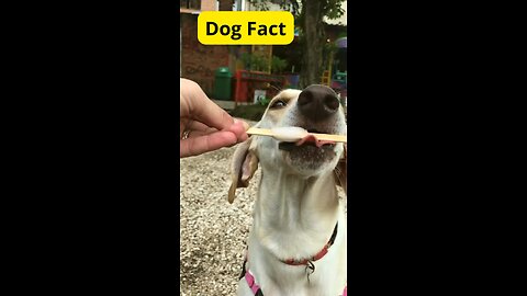Laughing Out Loud with Funny Dogs - You won't believe it! Dog Fact