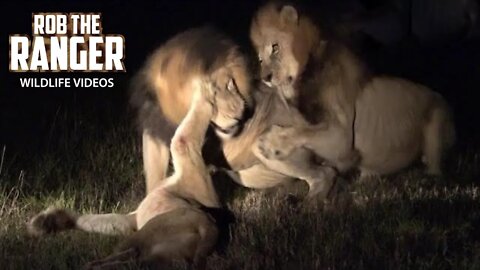 Lion Pride Catch A Rival Lioness, Break Her Spine | African Safari Sighting