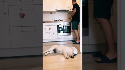 #shorts #2022 funny,prank,funjokes,dad jokes,funny memes,funny video,fun,laughing,funny animal,knock