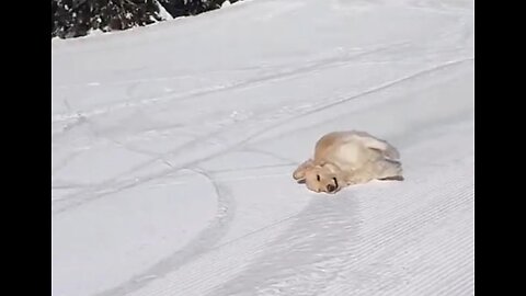 The dog skier