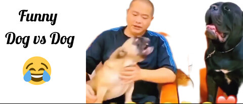 Funny dog video 😂🐶 #funny animal videos 2022