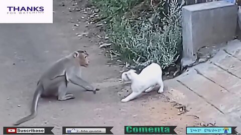 Funny Animals, Funny Monkey Kiss with Cat