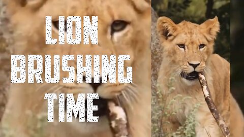 lion | lion brushing teeth || lion brushing,