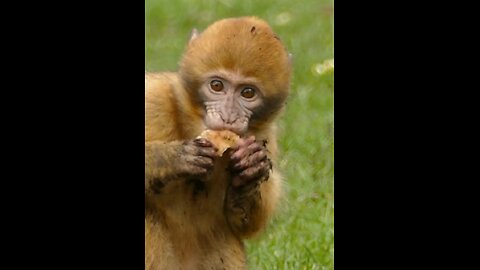 Funny cute monkey