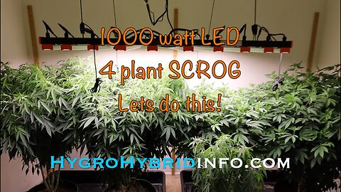 Growing Big Ass Plants With a 1000 Watt LED Grow Light & Light Mover | Getting ready for flower