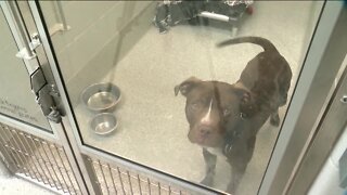 Nebraska Humane Society offers donor-sponsored adoptions to give NHS room to breathe