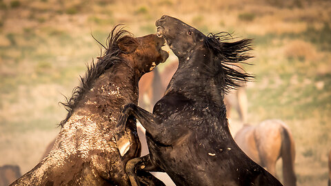 Wild Horses in Action Wild Mustang Stallions of the West by Karen King