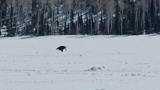 Birds of Prey fighting over food.