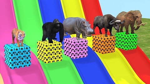 Long Slide Game with Elephant Gorilla Buffalo Hippopotamus Tiger