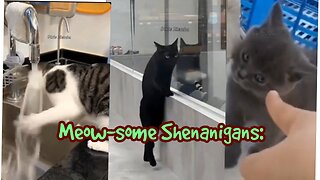 Meow-some Shenanigans: Hilarious Cat Compilation That Will Have You in Stitches!
