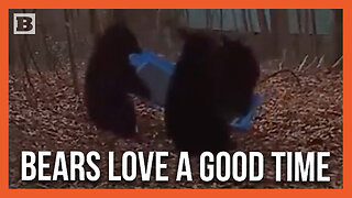This Is the Life: Footage Captures Three Young Bears Chilling on Homeowner's Swing