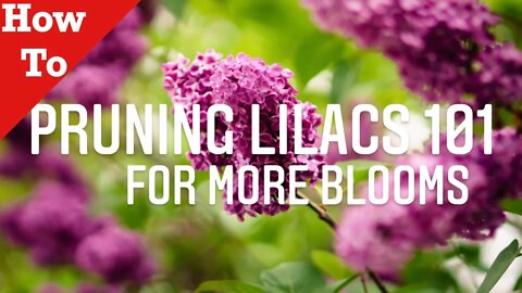 HOW TO PRUNE A LILAC BUSH IN SPRING VIDEO IN UNDER 90 SECS. Easy Tips For Lilac Bush Care!