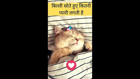 बिल्ली सोते हुए कितनी प्यारी लगती है😘How cute is the cat sleeping