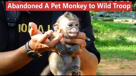 It's Breaking Heart..!! A Young Man Abandoned A Pet Baby Monkey Into Wild Troop, How Can He Survive?