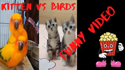 KITTEN VS BIRDS - Kittens mimic birds - Funny video
