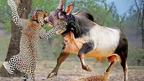 OMG! Cow Strikes Back Using Sharp Horns To Stab Deep Into leopard Then Escapes Death Spectacularly
