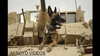 PINK FLOYD - DOGS OF WAR