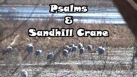 Psalms & Sandhill Crane: Psalm 3