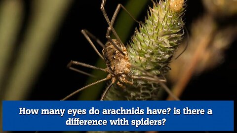 How many eyes do arachnids have is there a difference with spiders