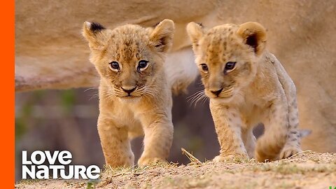 Lost "Misfit" Lion Cub Survives A Night of Horror | Love Nature