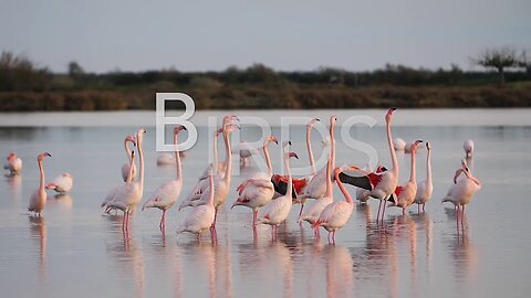 Colorful Birds - Planet Earth_Beautiful Bird Sounds Nature Relaxation